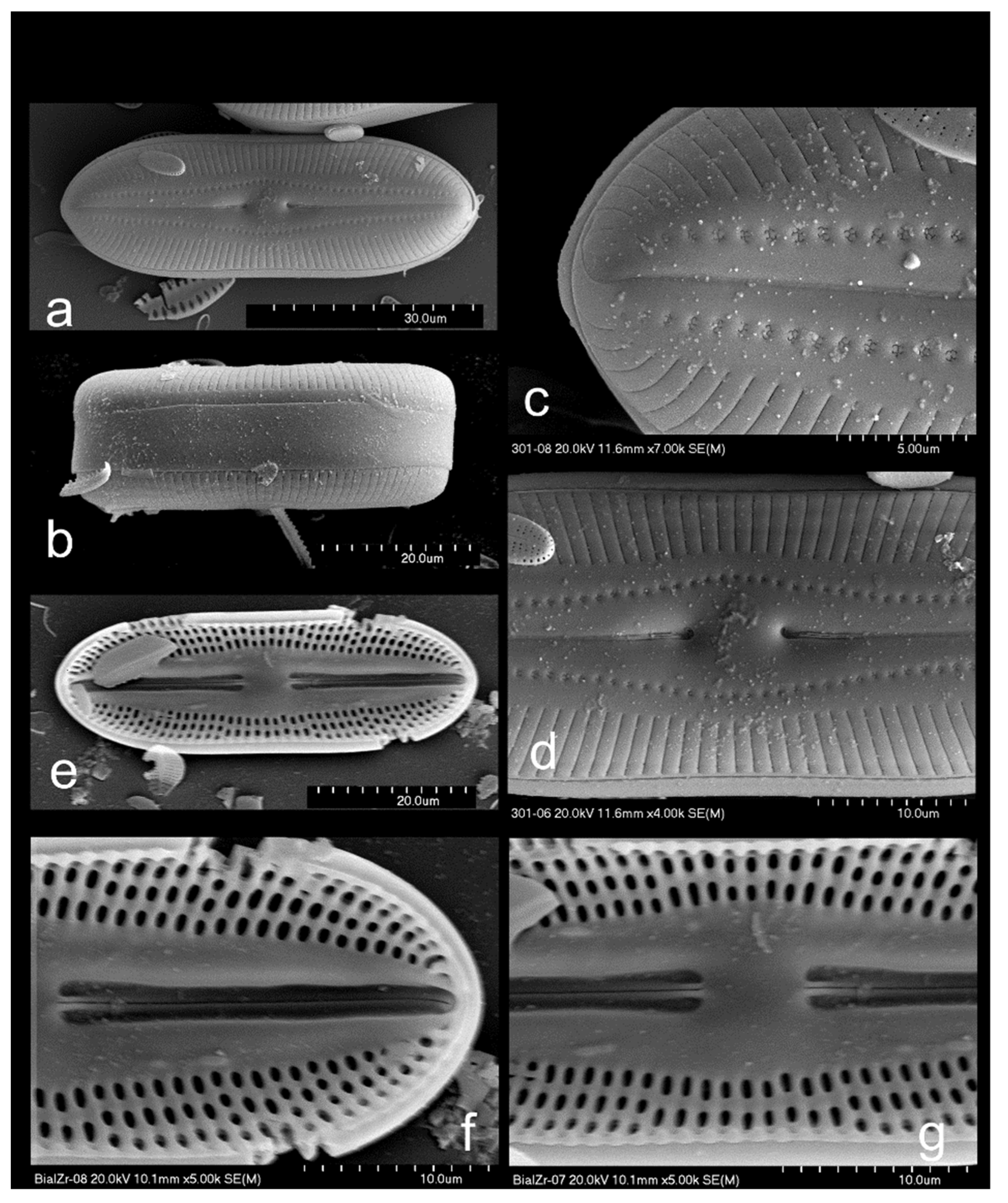 Diversity 15 00897 g005