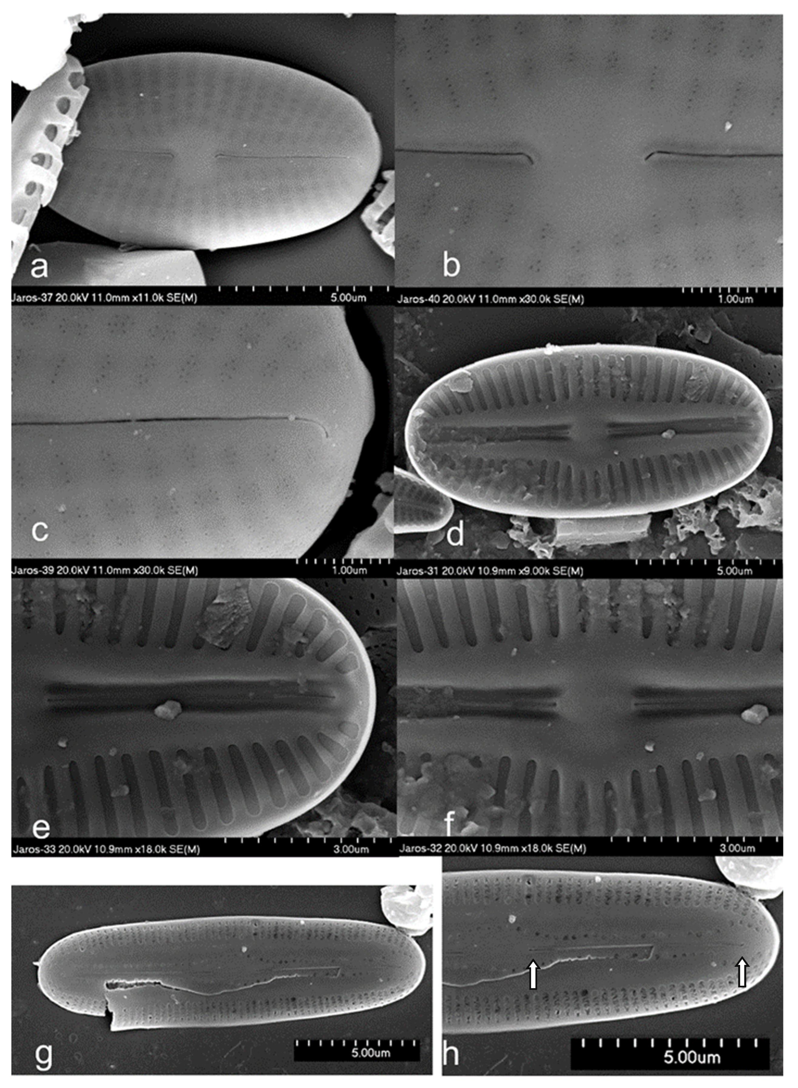 Diversity 15 00897 g006