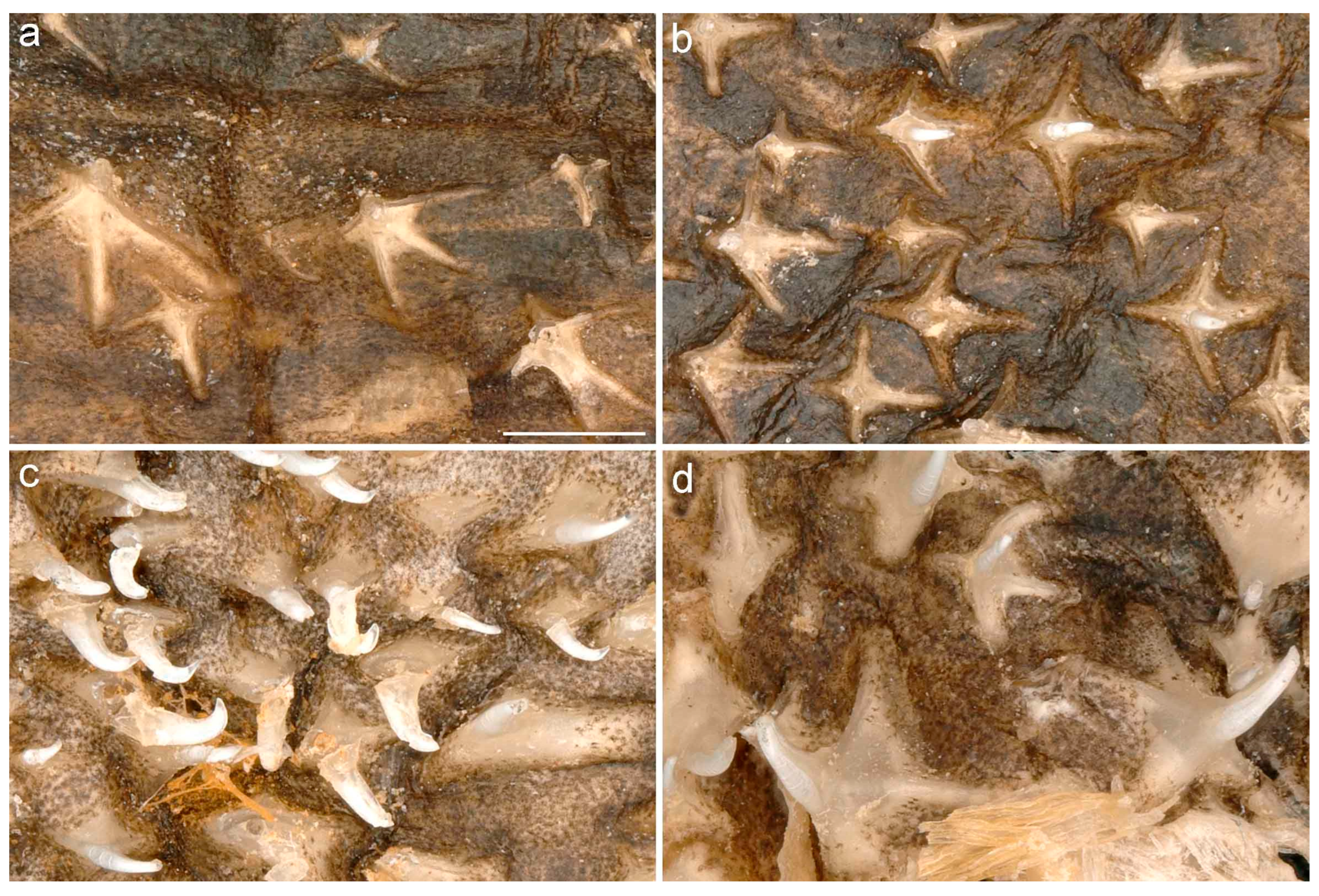 Diversity 15 00899 g008 Diversity 15 00899 g008