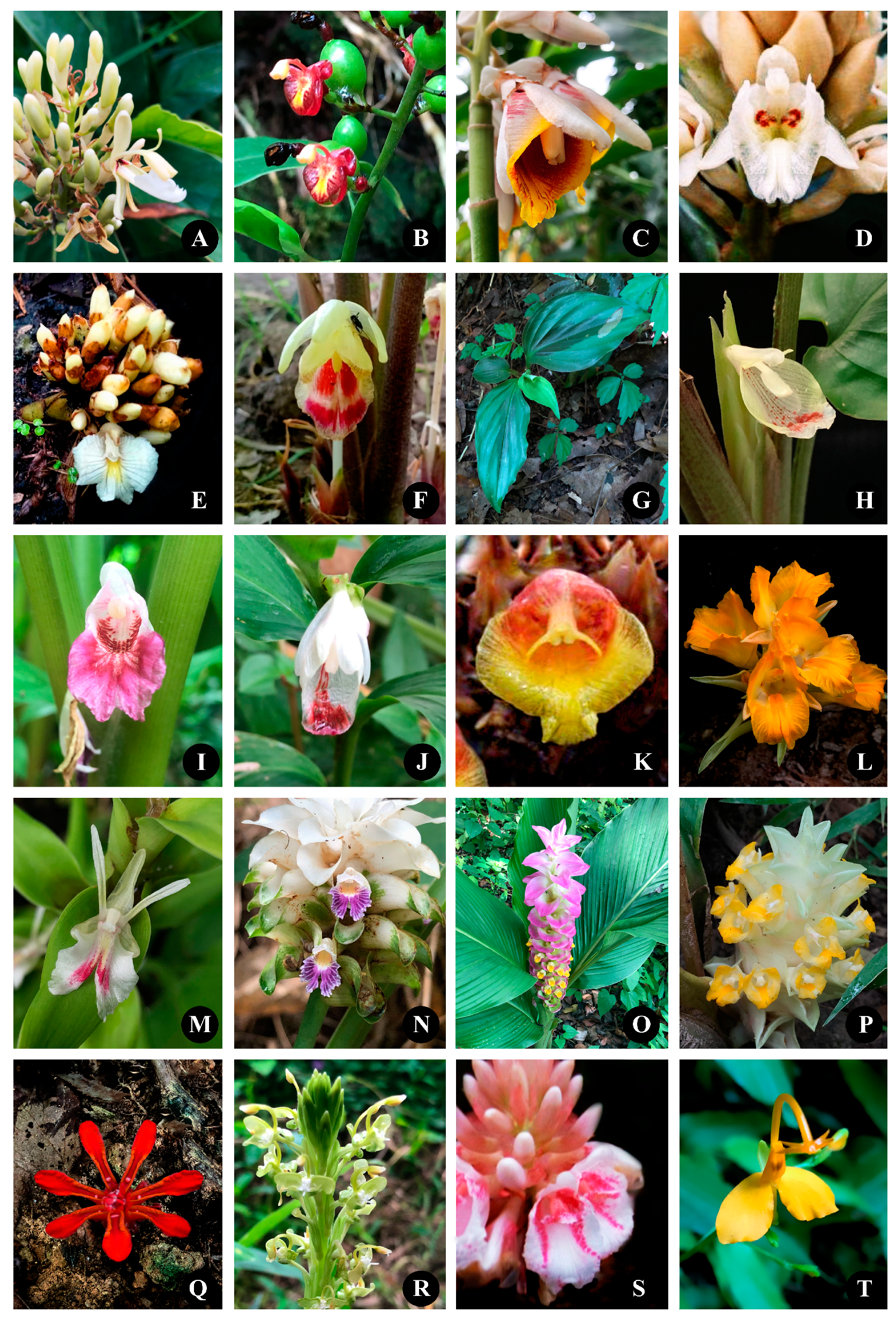 Diversity 15 00904 g017