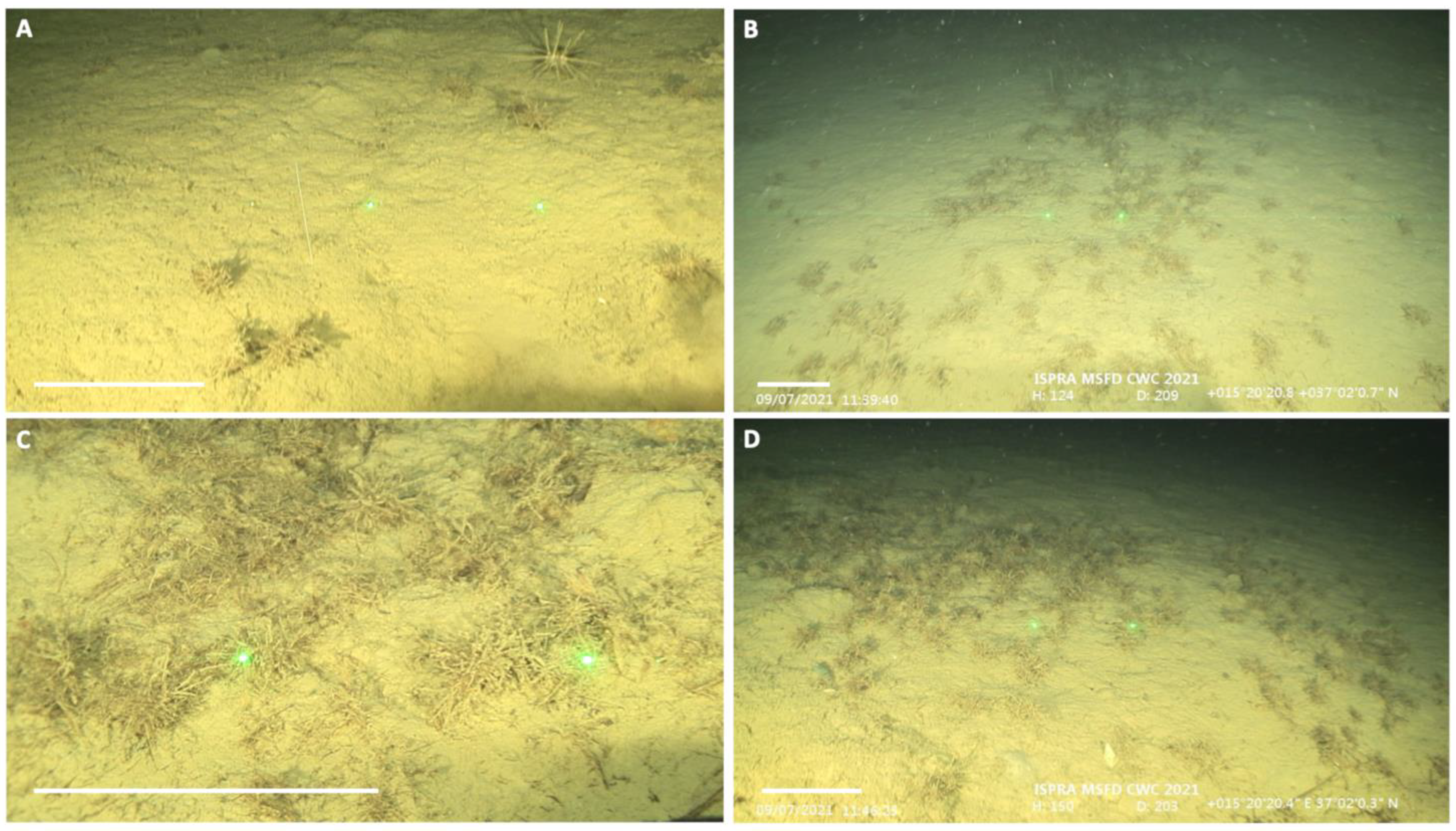 Diversity 15 00906 g003