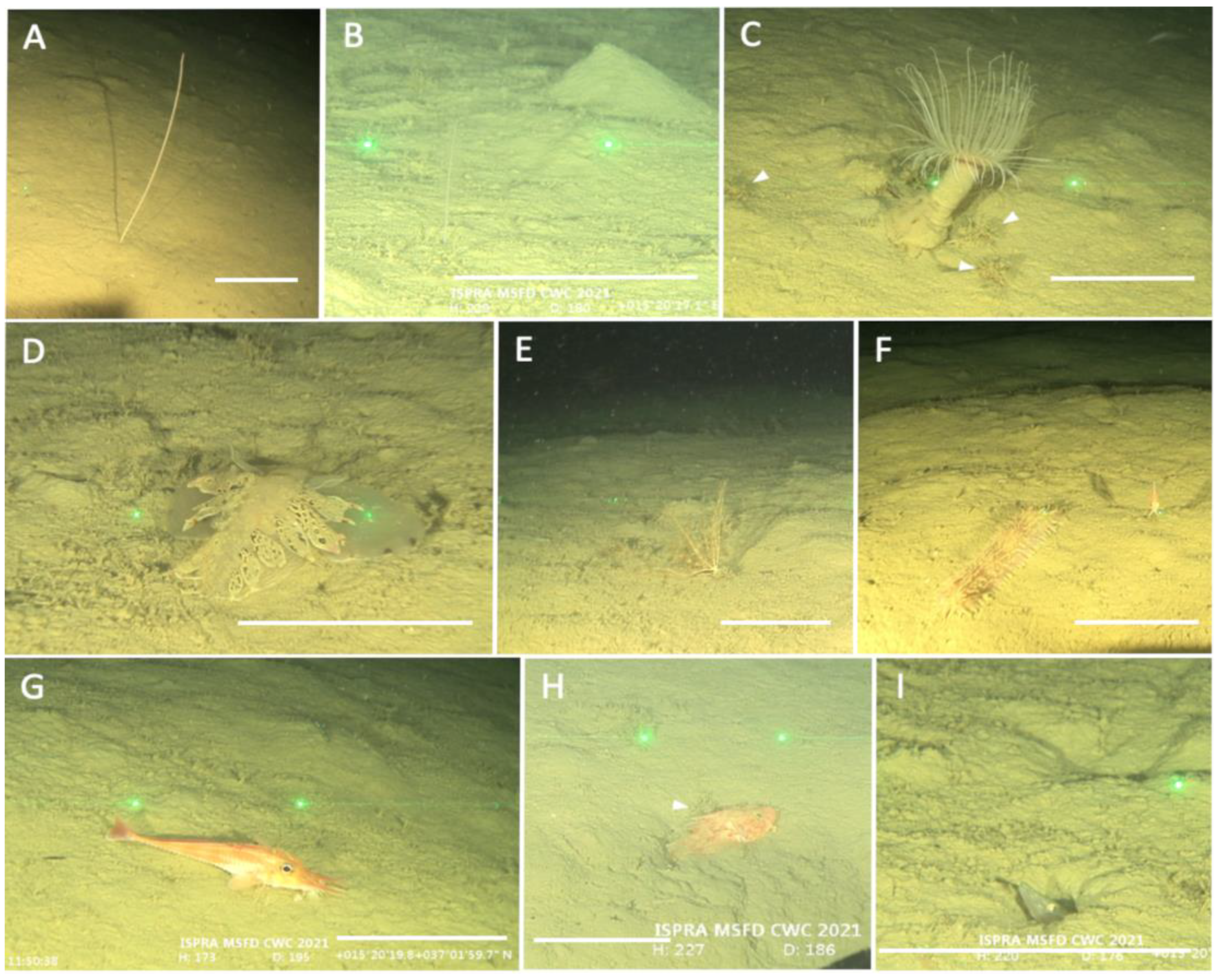 Diversity 15 00906 g005