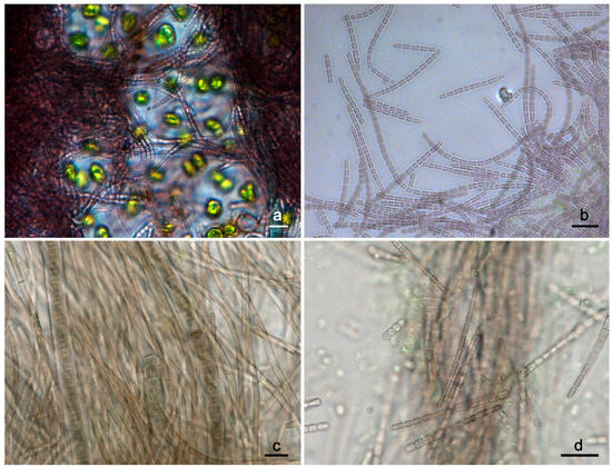 Diversity 15 00909 g001