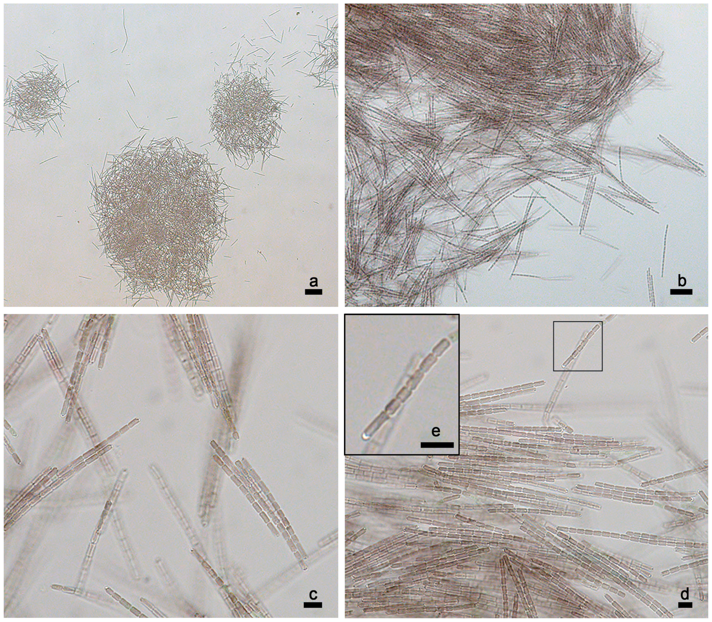 Diversity 15 00909 g011