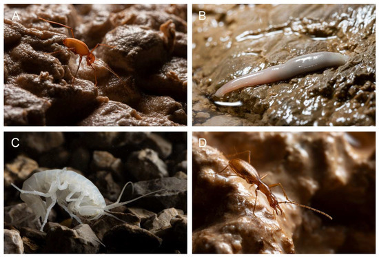 Diversity 15 00912 g004