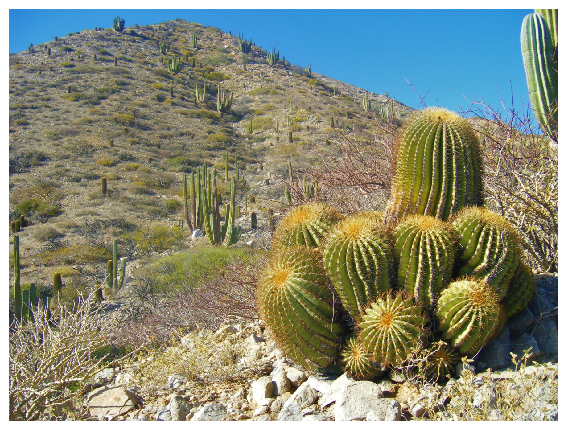 Diversity 15 00921 g005