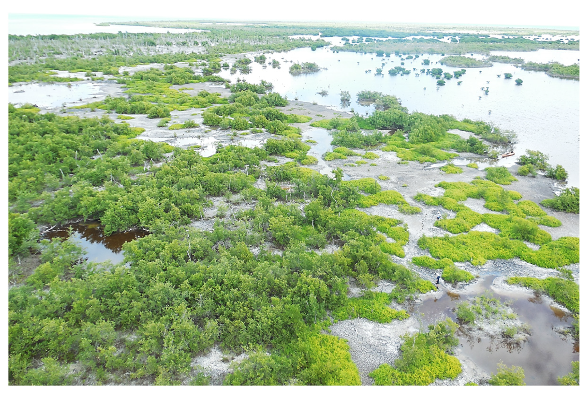 Diversity 15 00921 g011