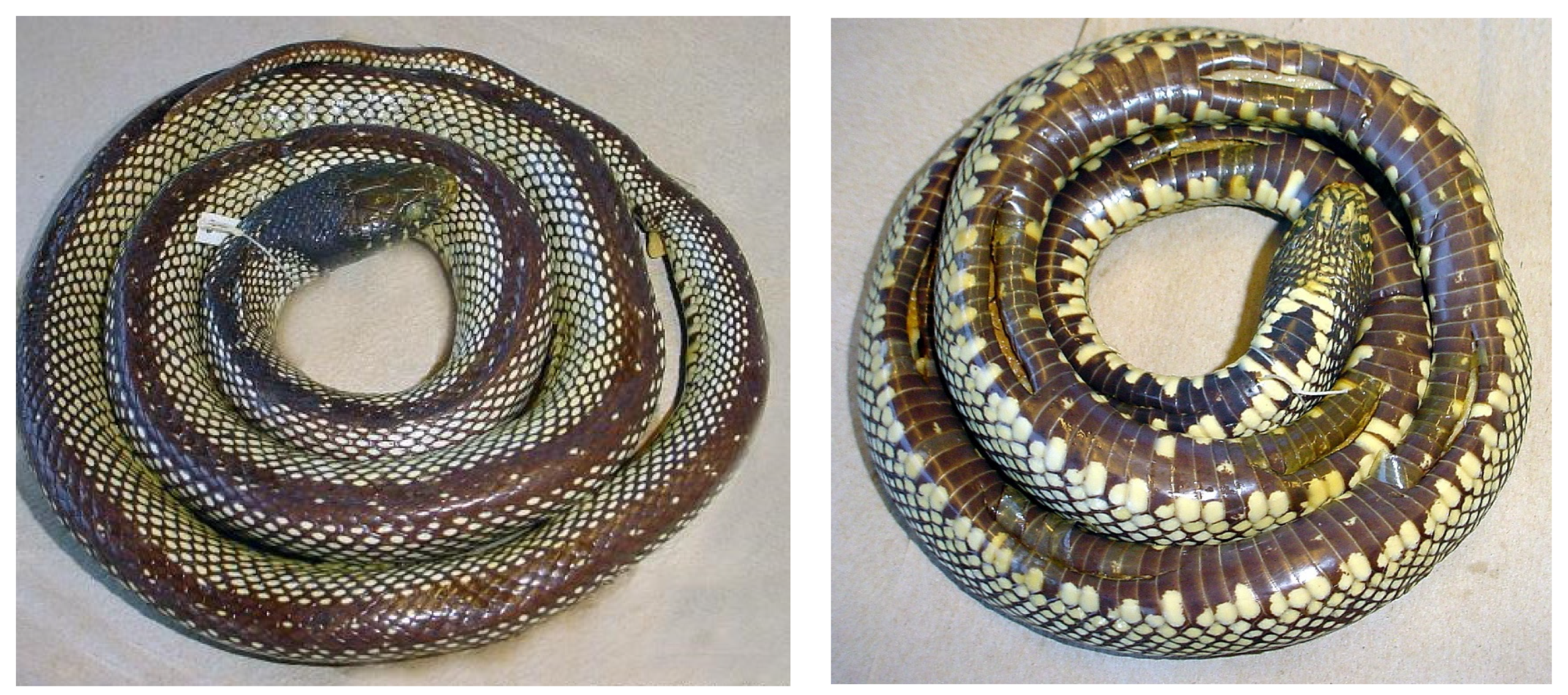 Diversity 15 00921 g014