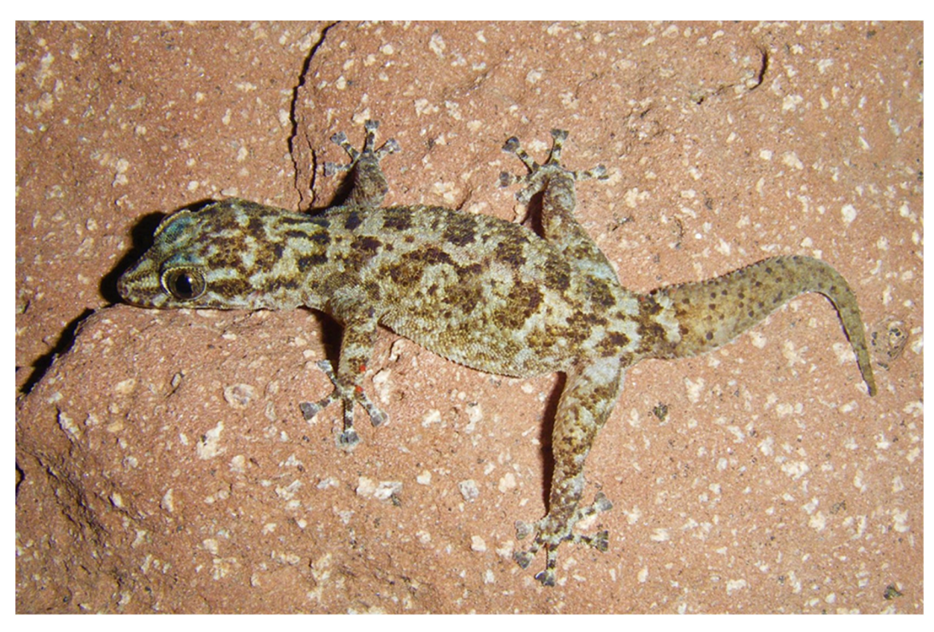 Diversity 15 00921 g015