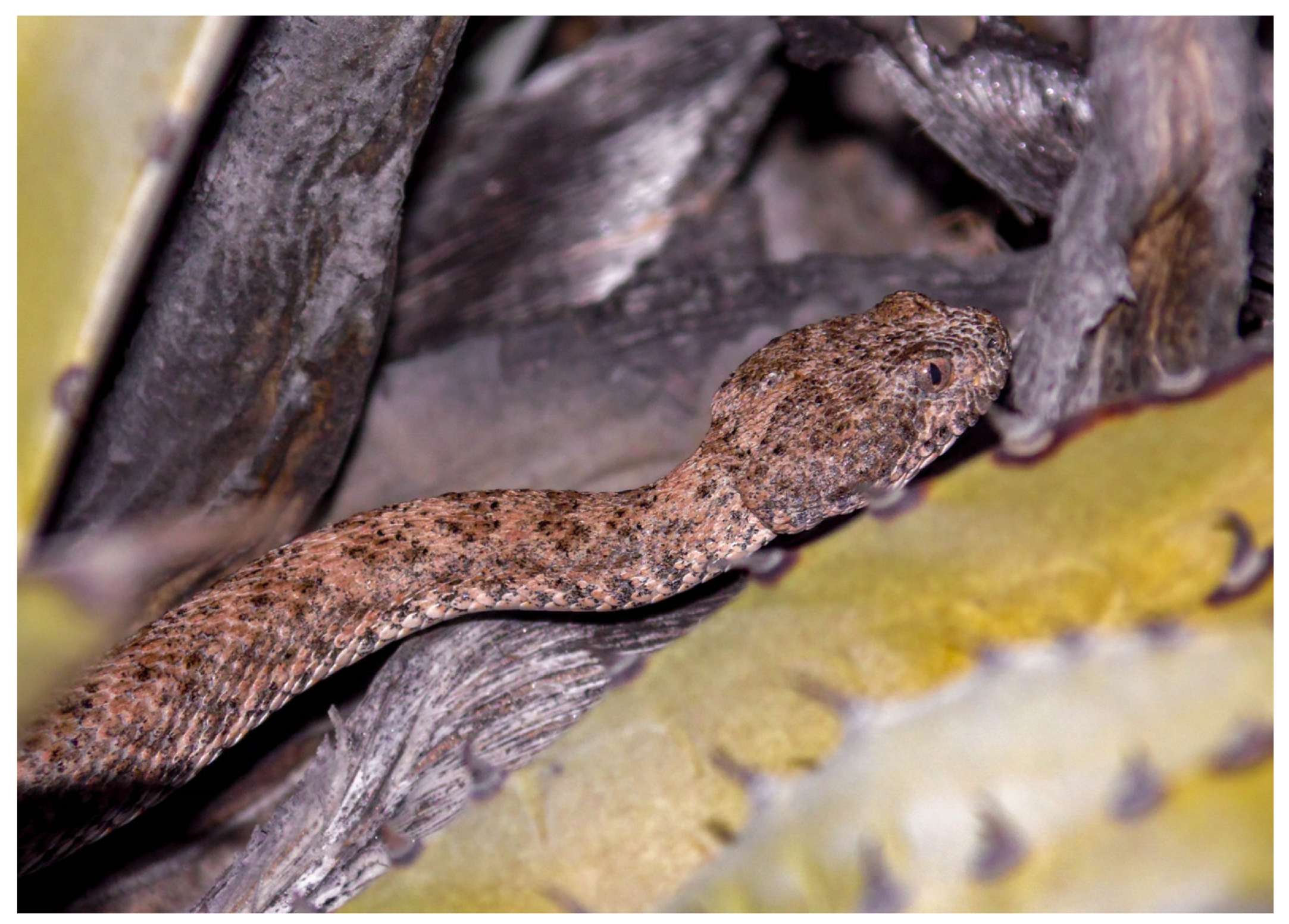 Diversity 15 00921 g017