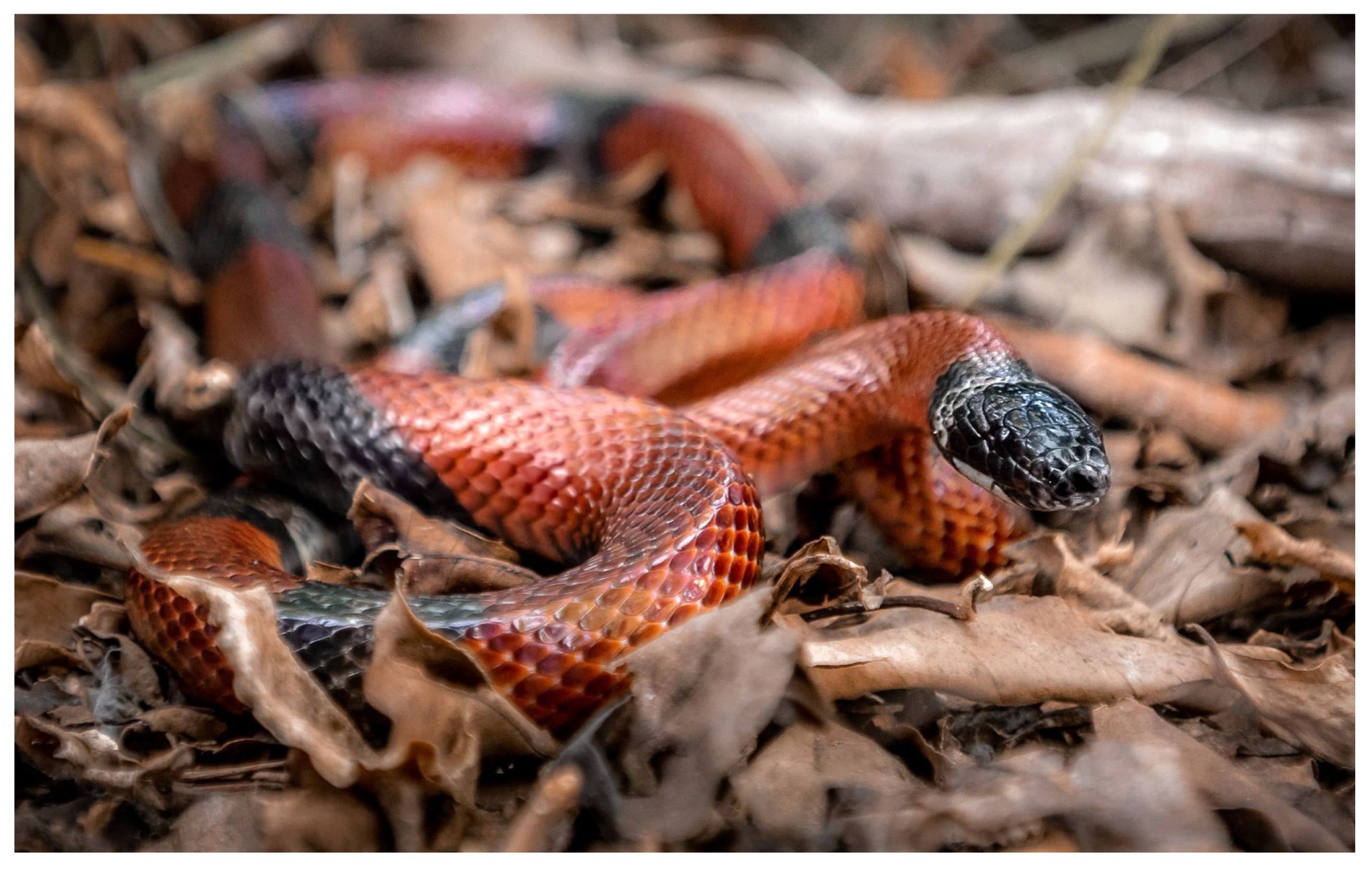 Diversity 15 00921 g019