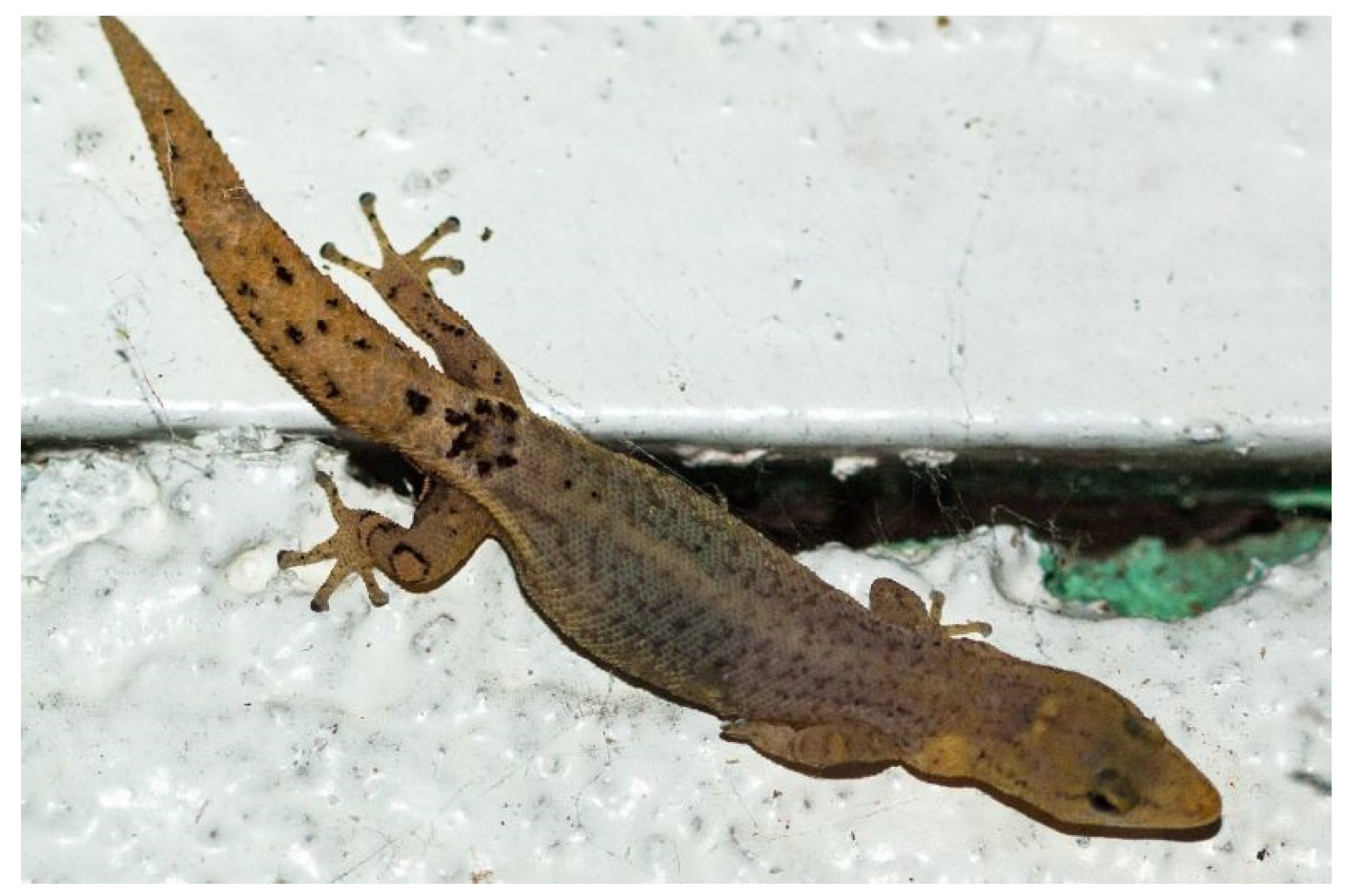 Diversity 15 00921 g020