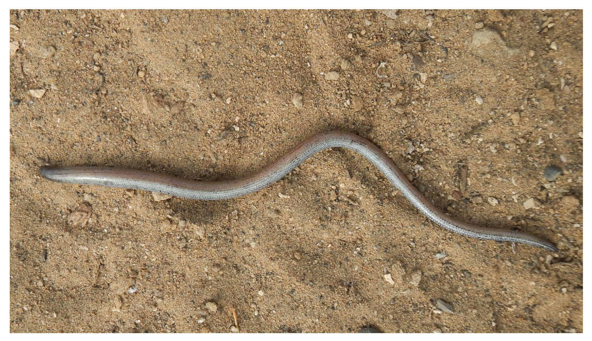 Diversity 15 00921 g021