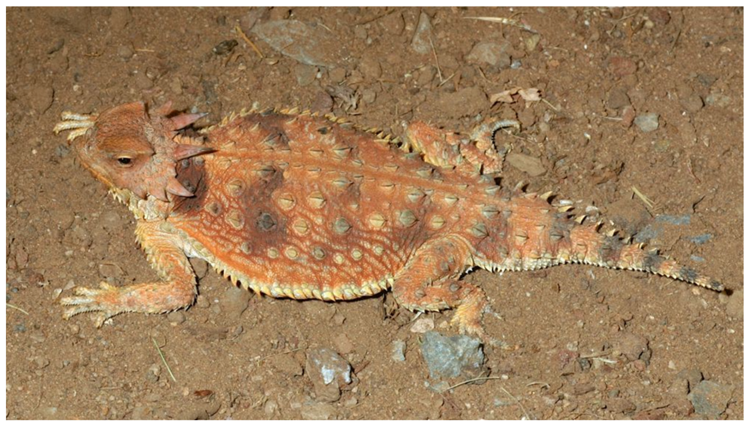 Diversity 15 00921 g024