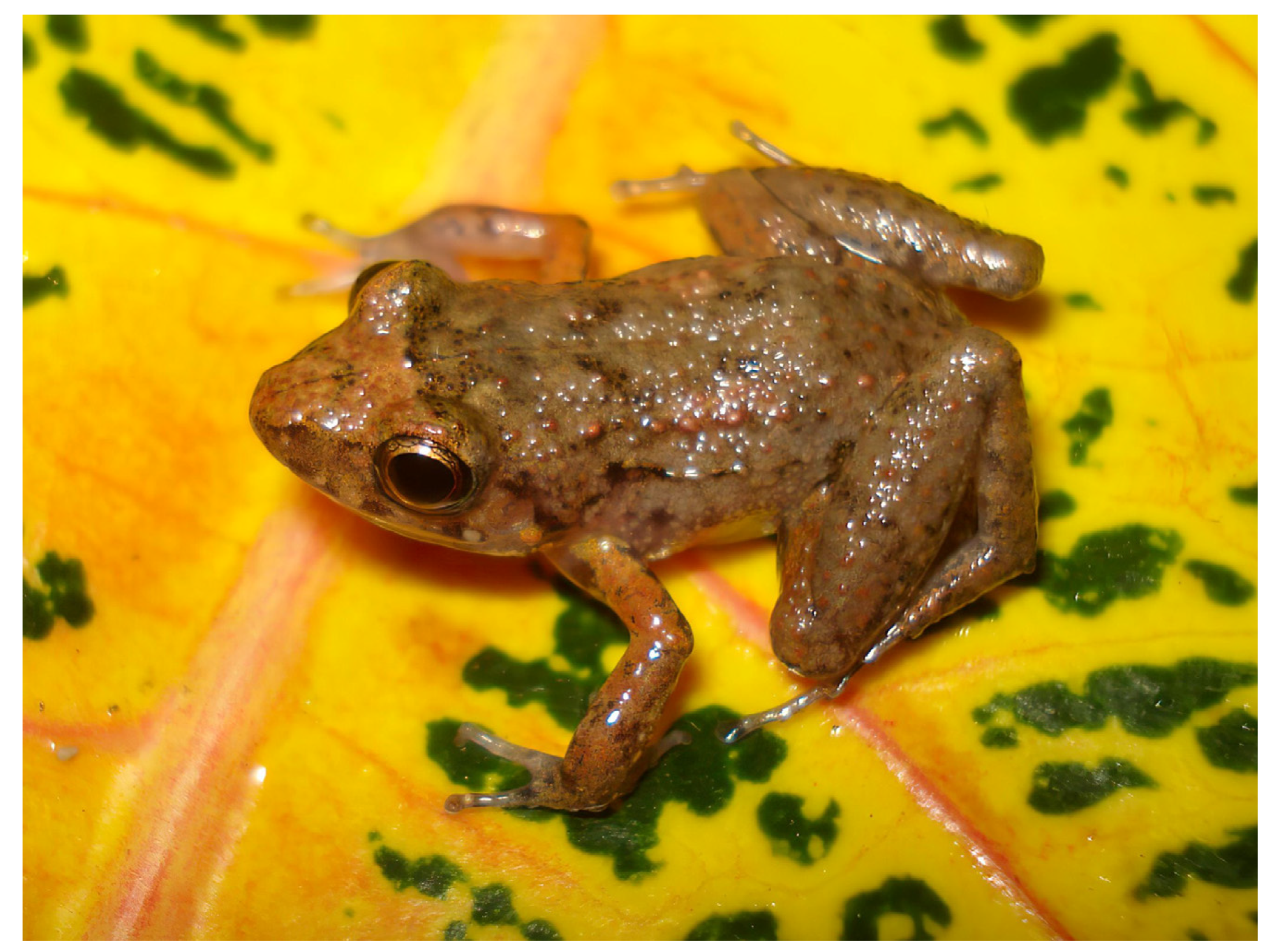 Diversity 15 00921 g026