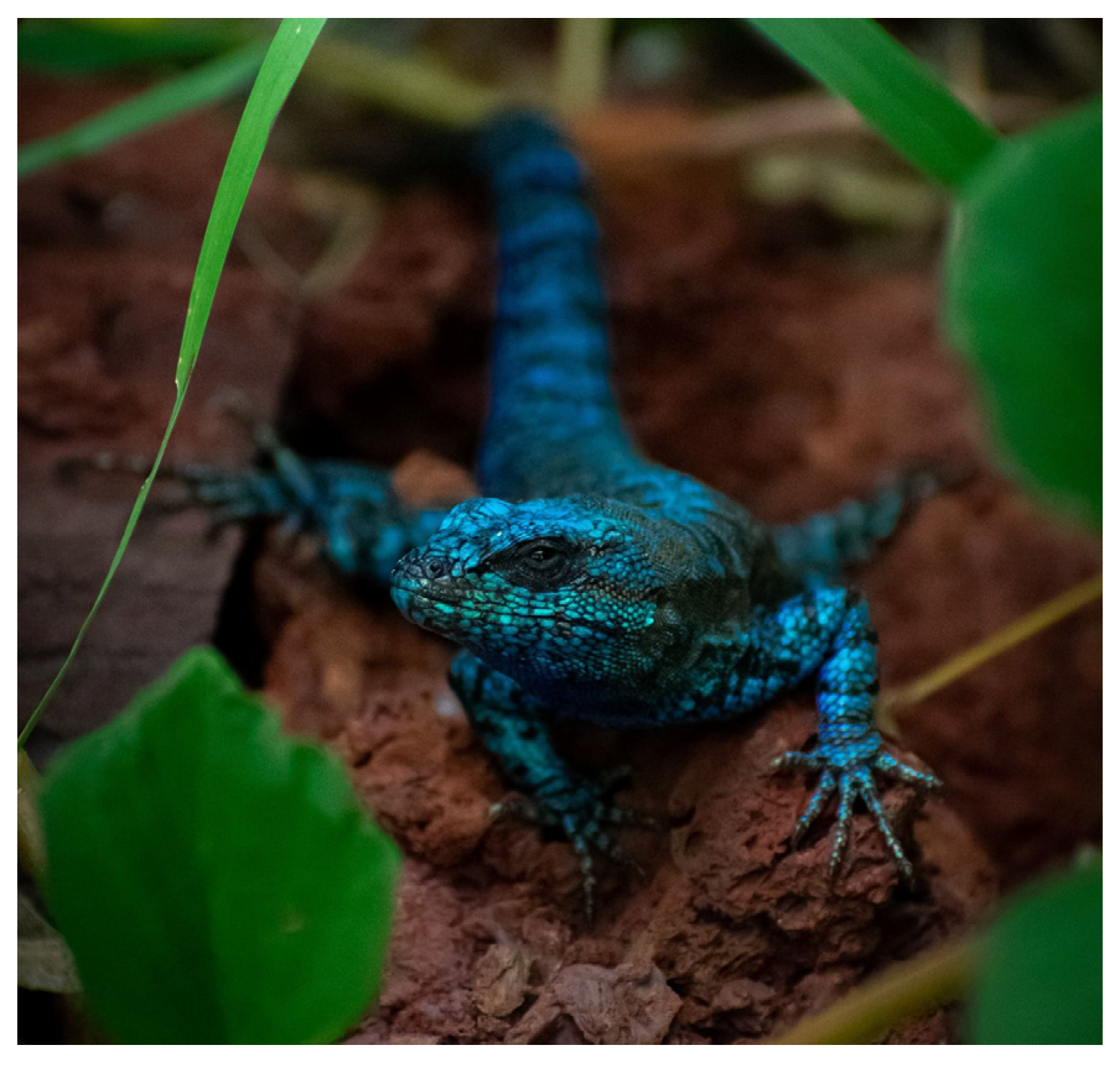 Diversity 15 00921 g032