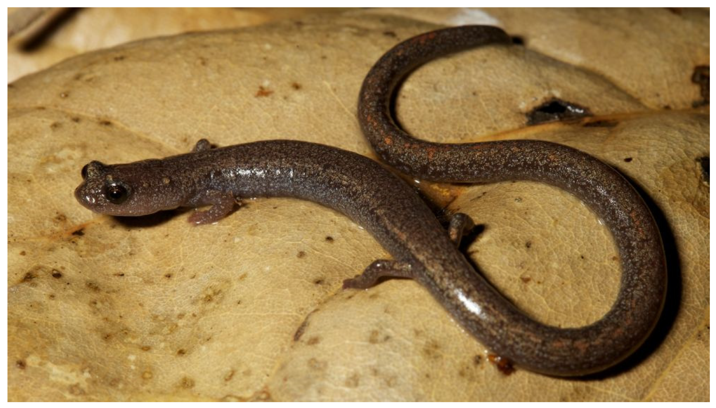 Diversity 15 00921 g037