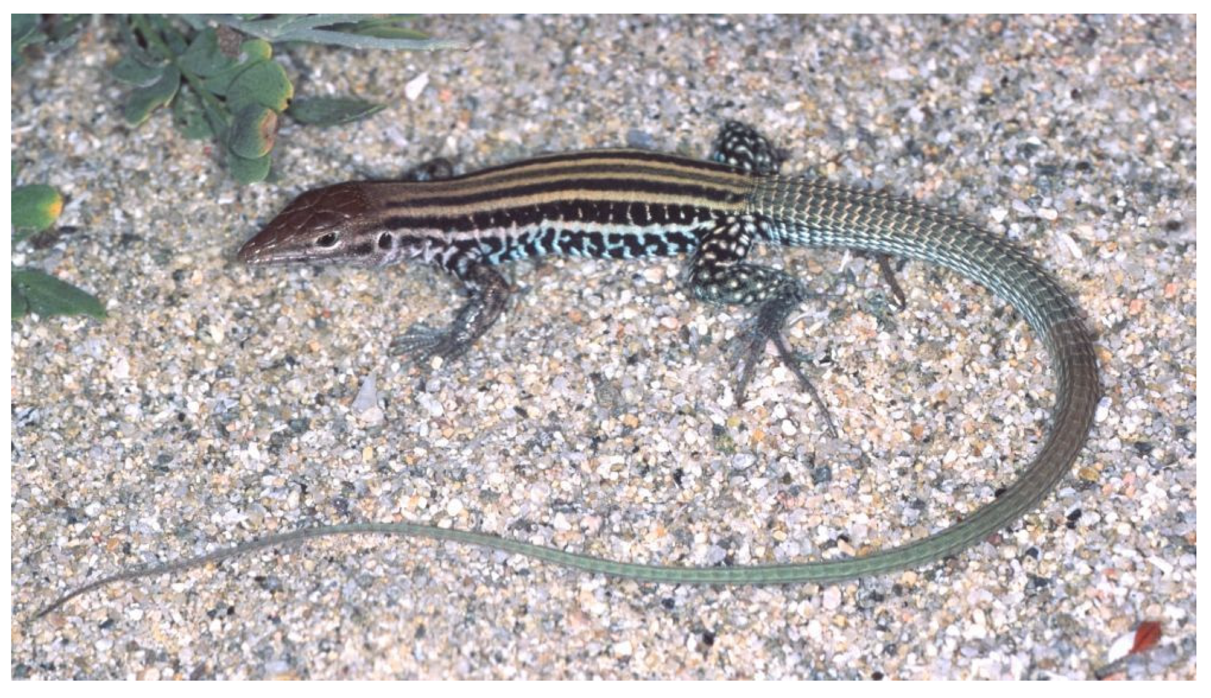 Diversity 15 00921 g040