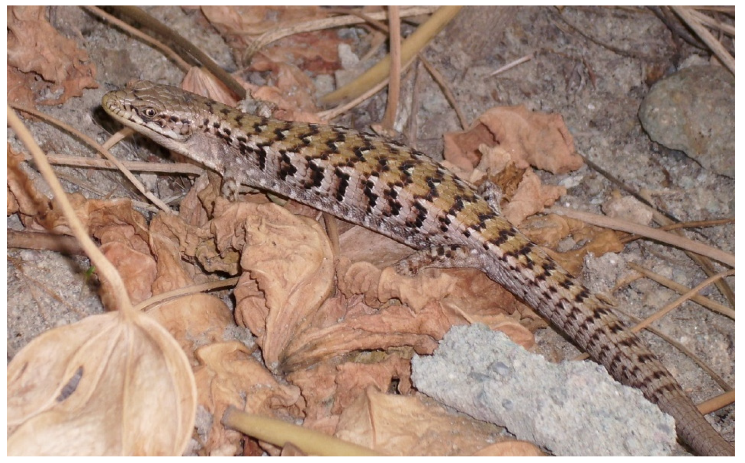 Diversity 15 00921 g044