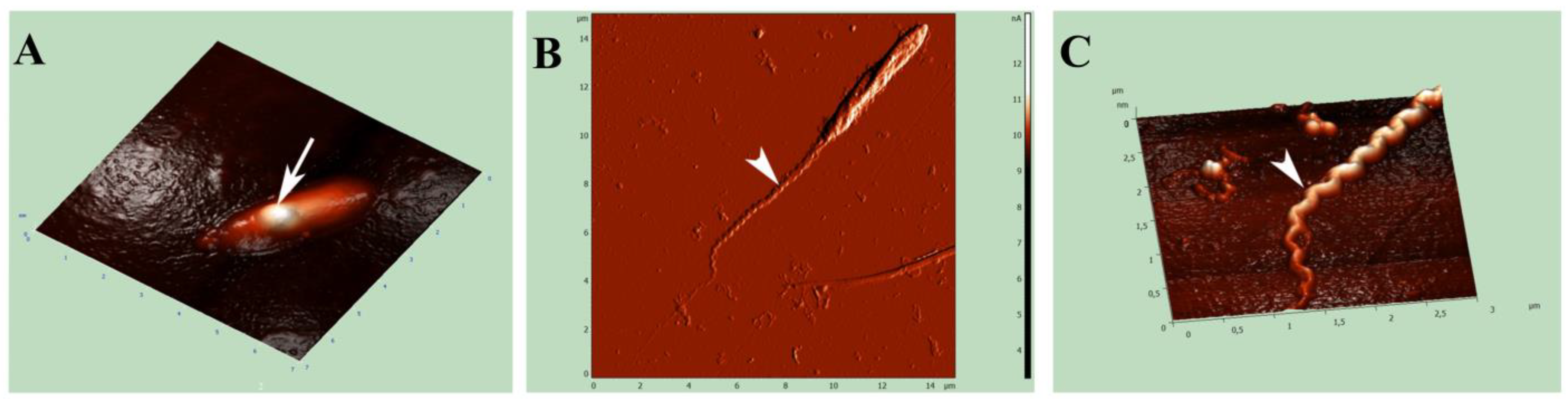 Diversity 15 00924 g003