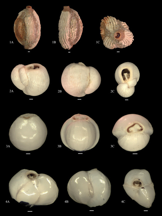 Diversity 15 00937 g0a4