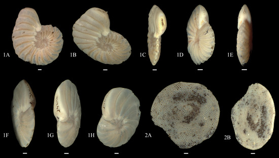 Diversity 15 00937 g0a5