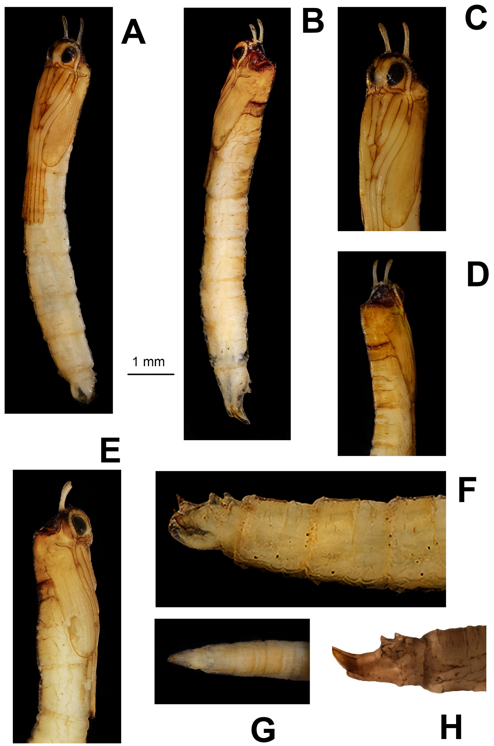 Diversity 15 00988 g009