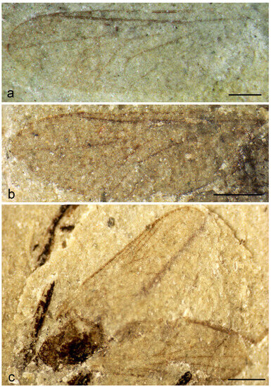 Diversity 15 00989 g001