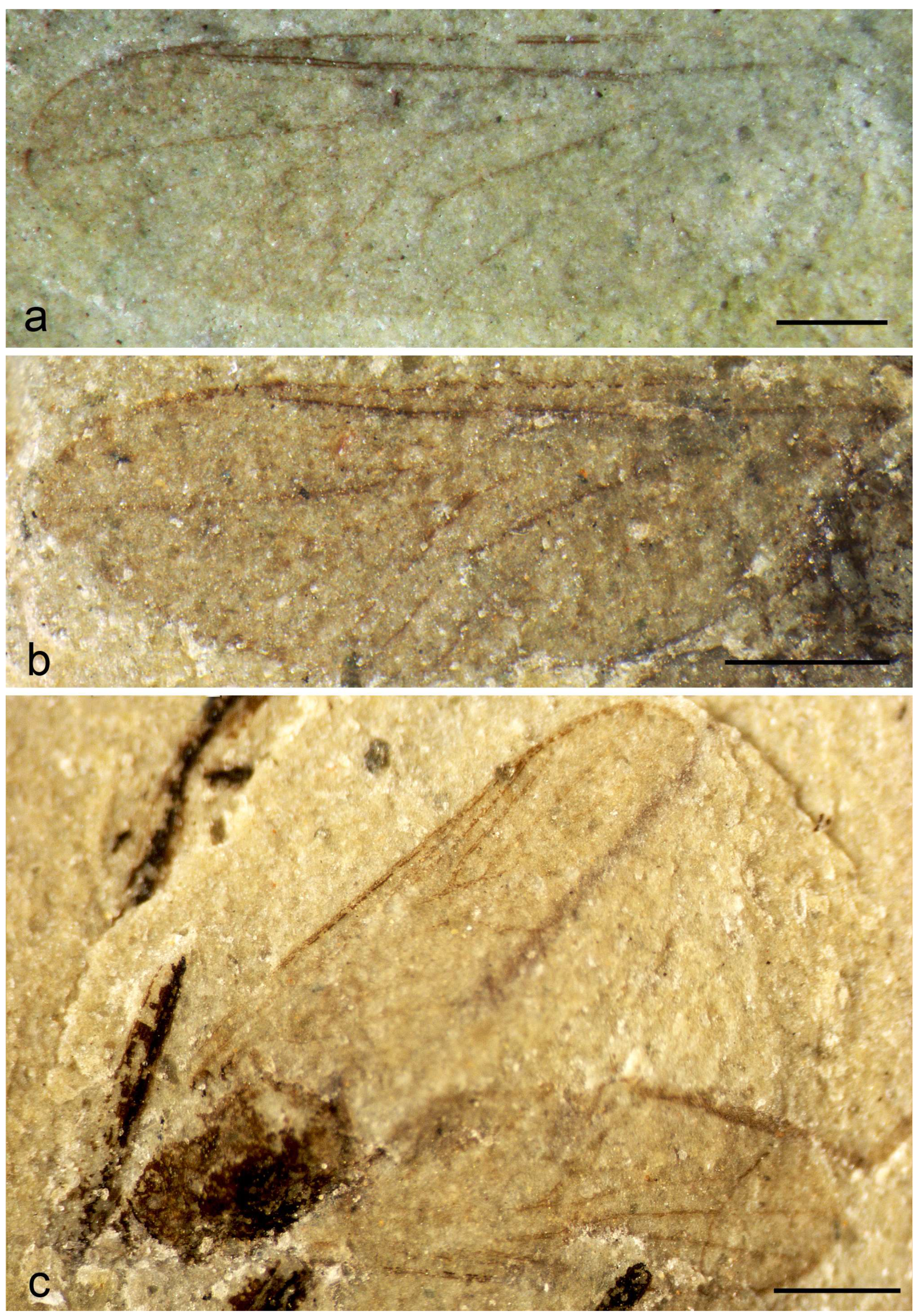 Diversity 15 00989 g001