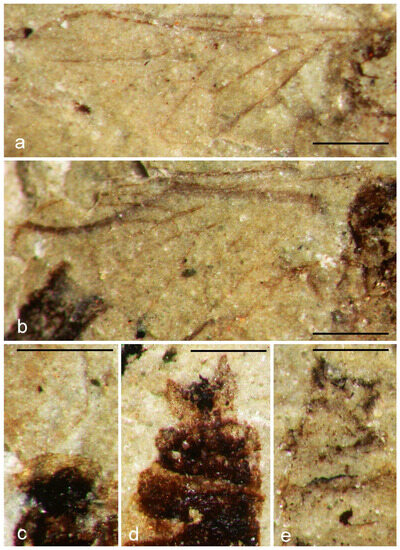 Diversity 15 00989 g004