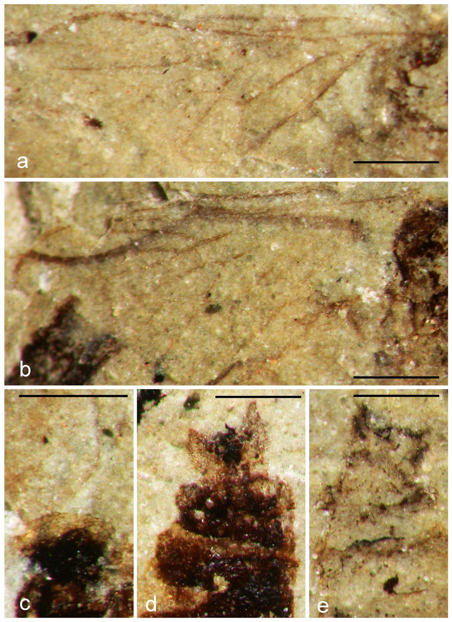 Diversity 15 00989 g004