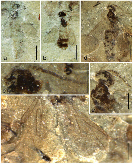 Diversity 15 00989 g006