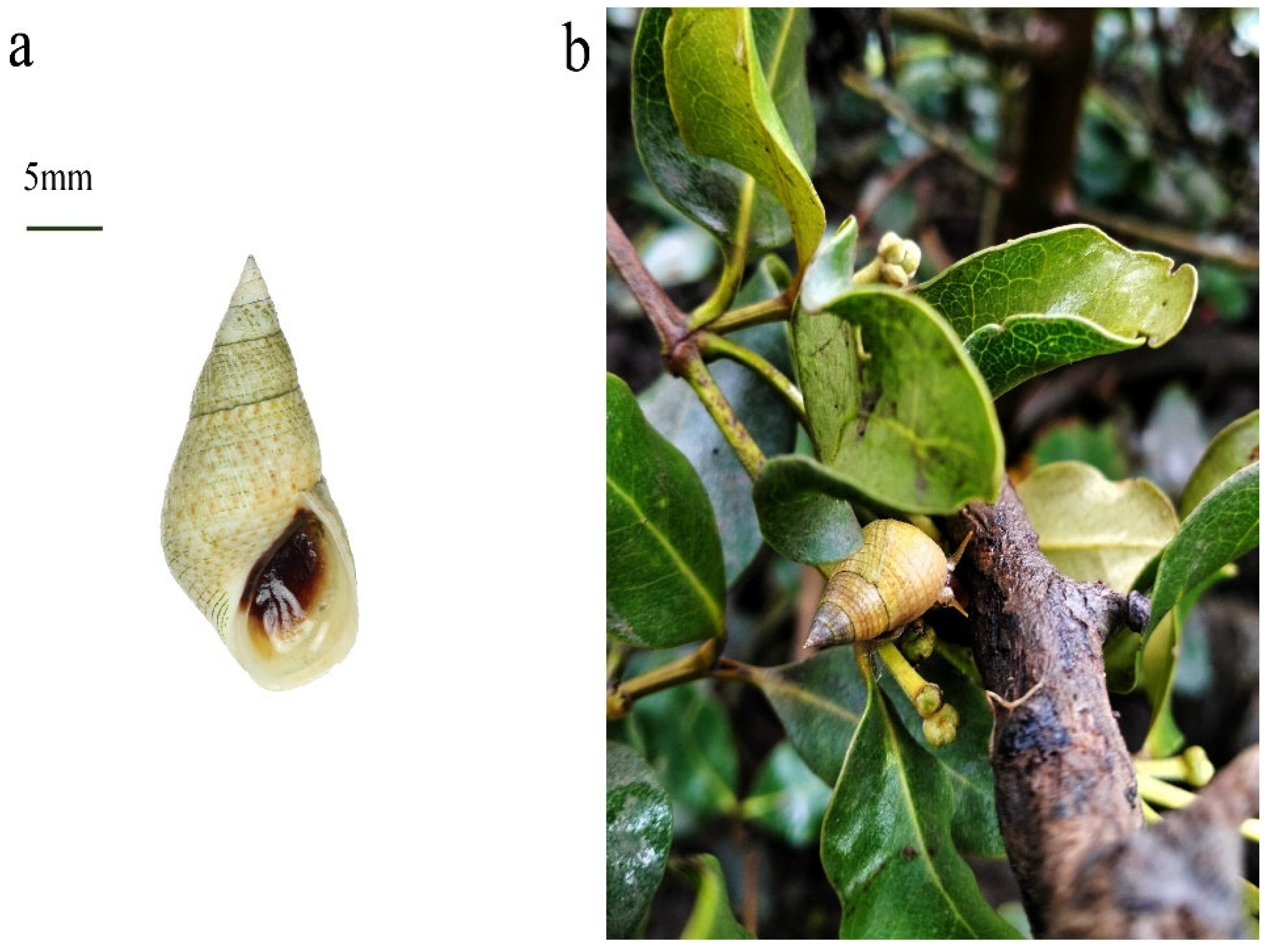 Diversity 15 01005 g001