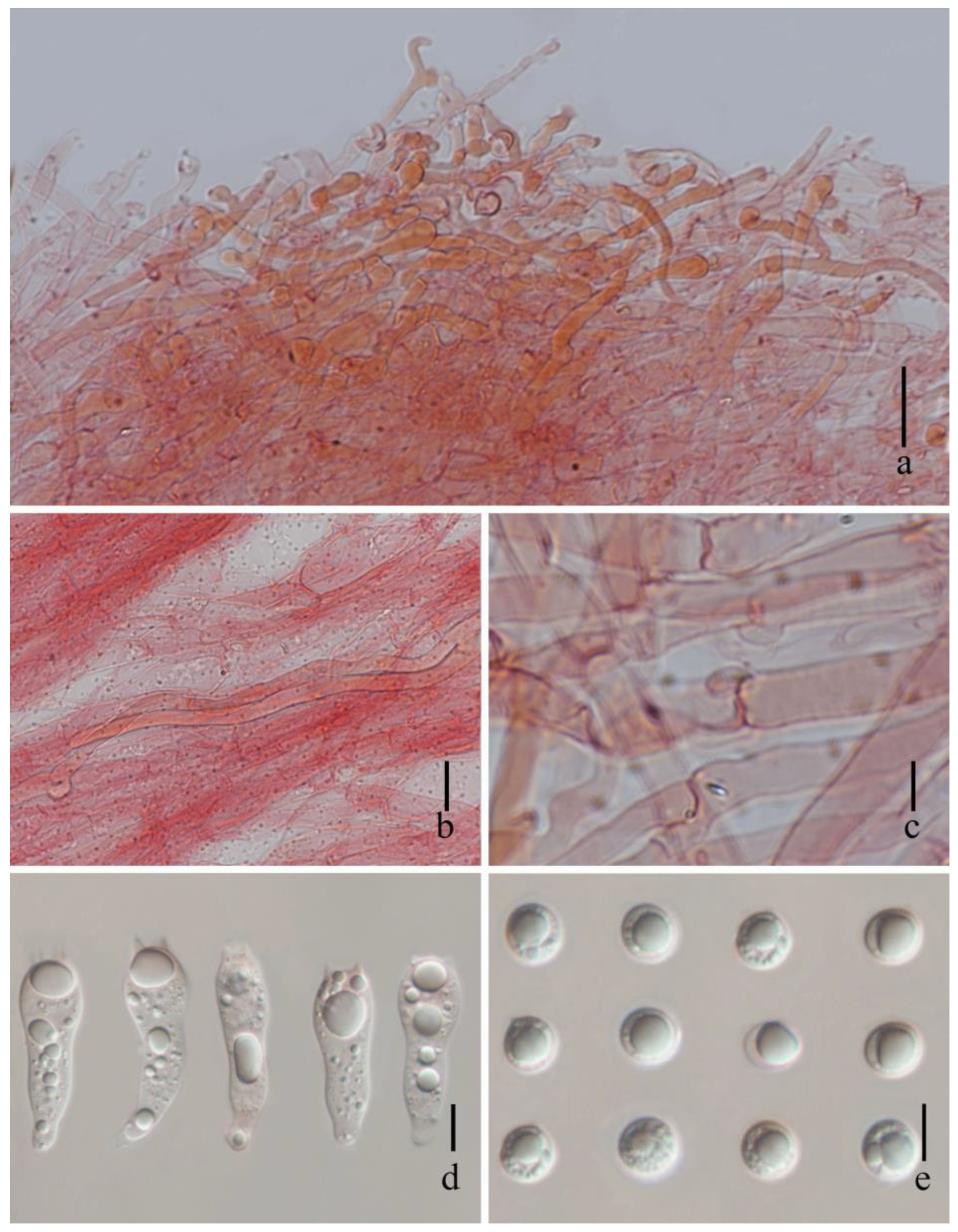 Diversity 15 01027 g003