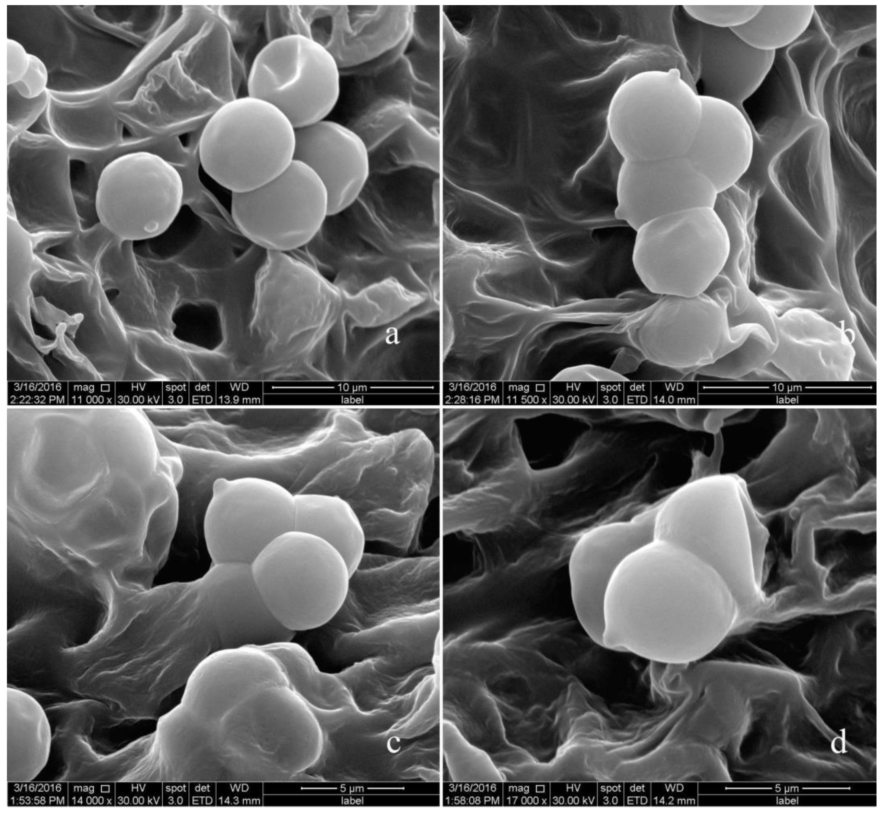 Diversity 15 01027 g006