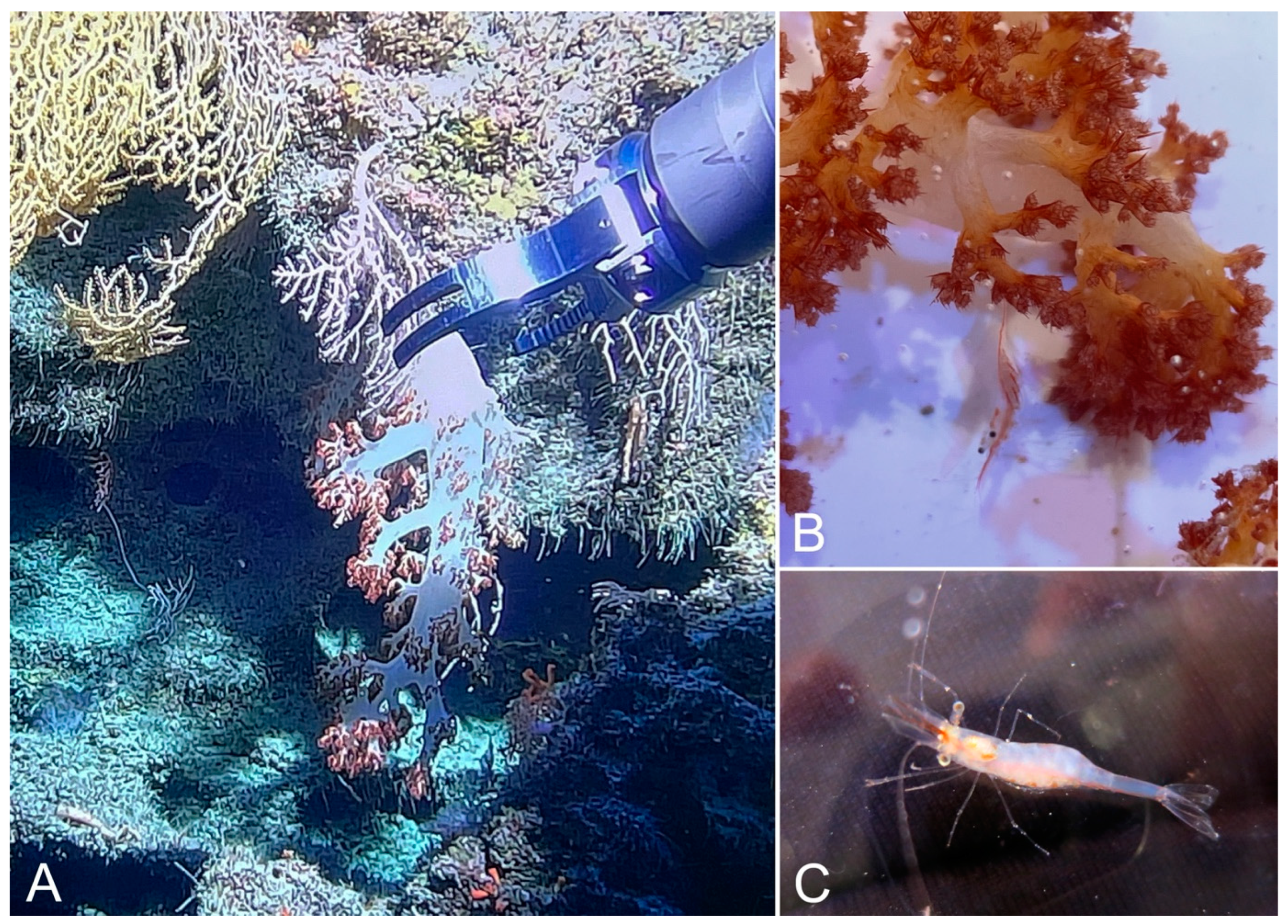 Diversity 15 01028 g009