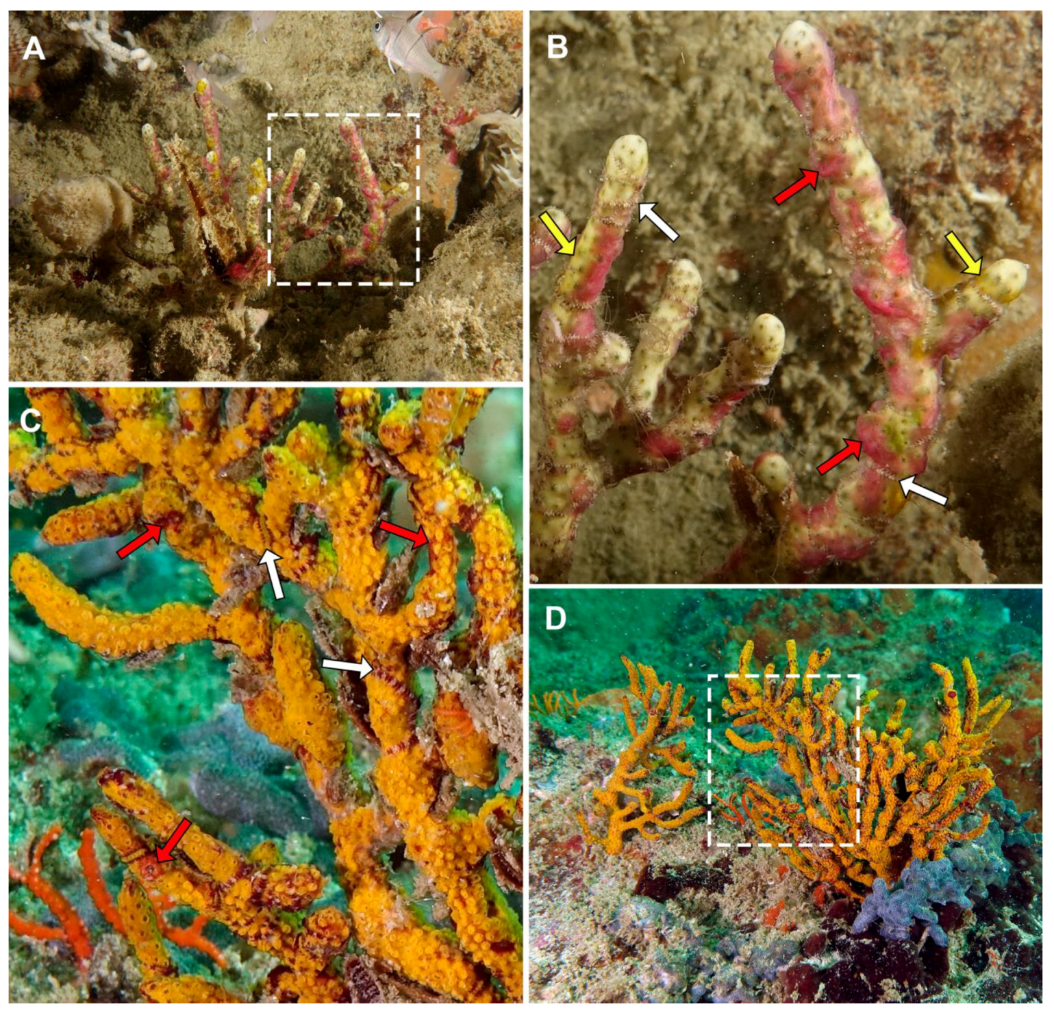 Diversity 15 01060 g002