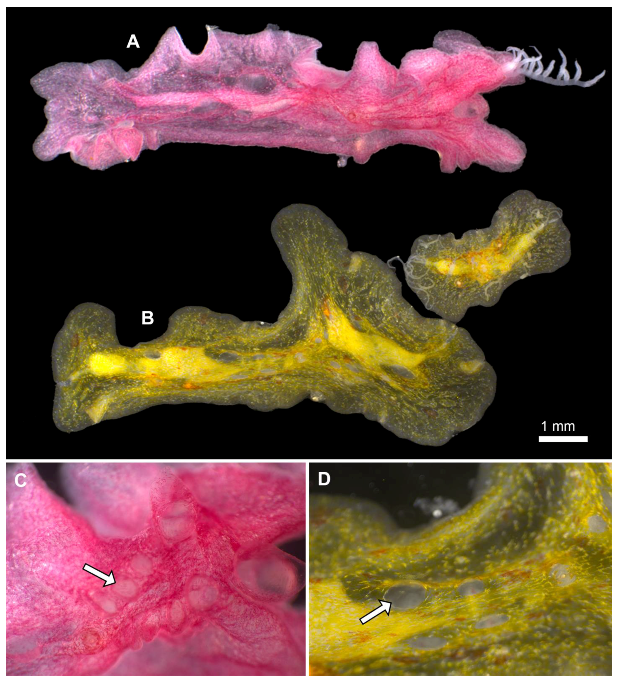 Diversity 15 01060 g003