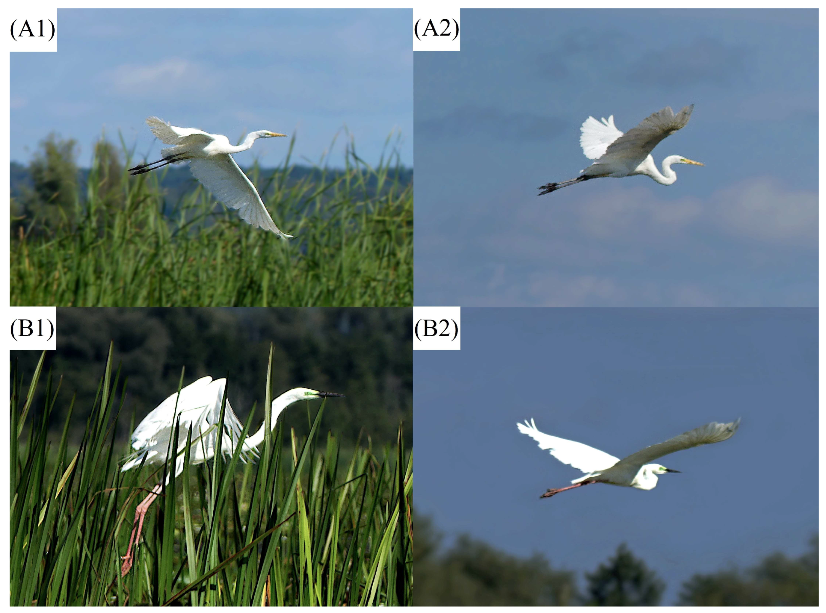 Diversity 15 01063 g001