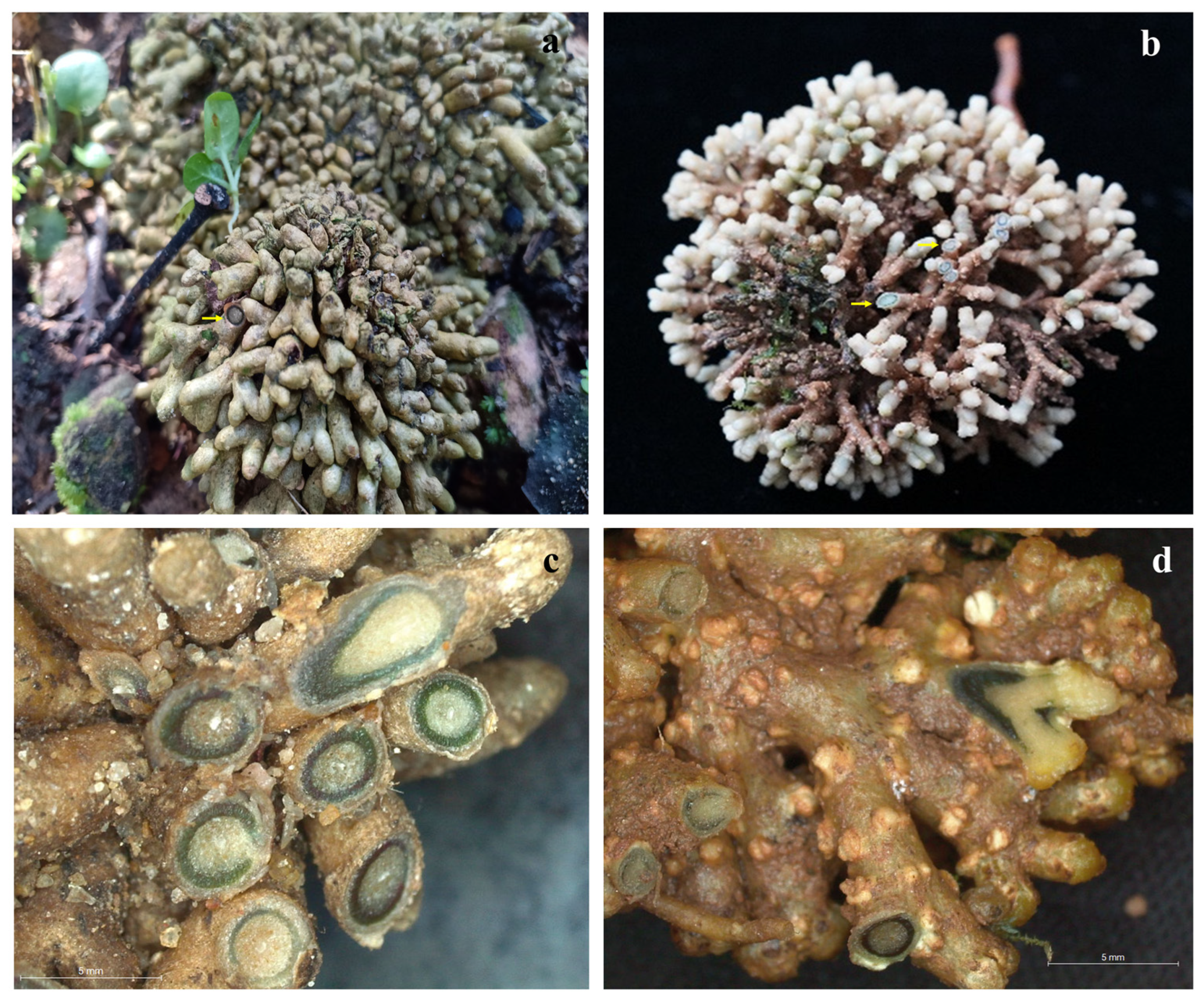 Diversity 15 01132 g001