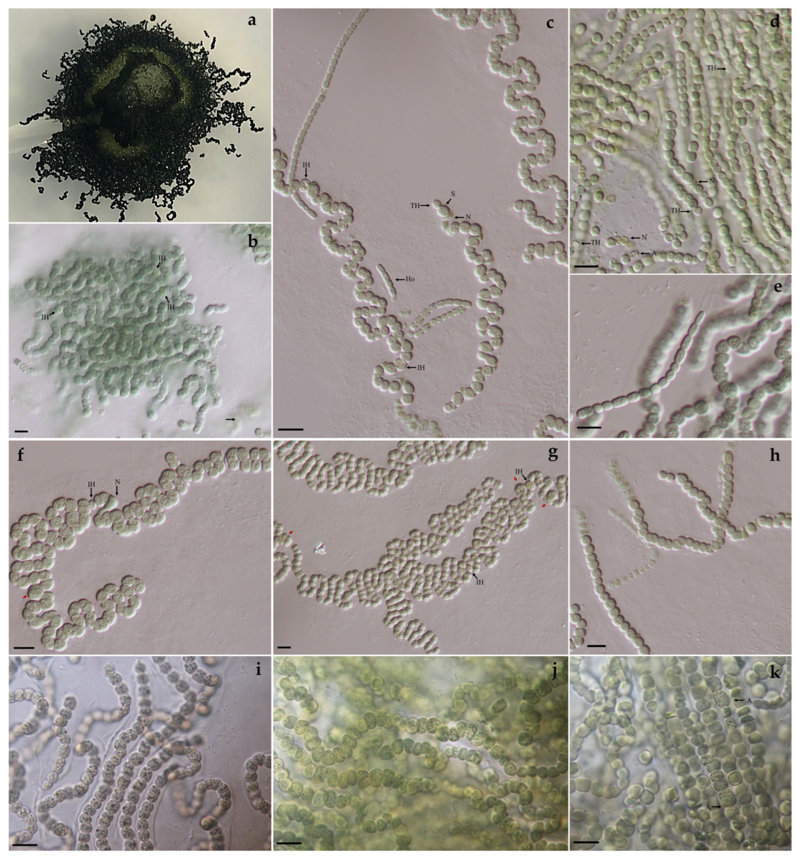 Diversity 15 01132 g002