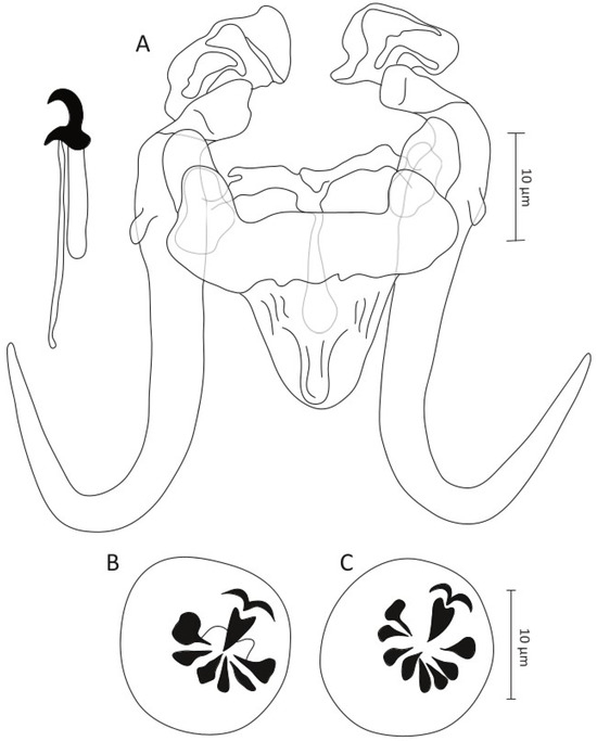 Diversity 15 01152 g004