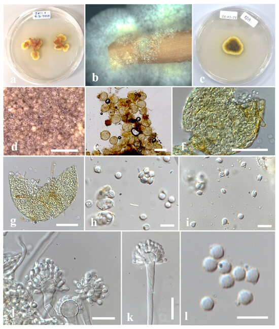 Diversity 15 01183 g003