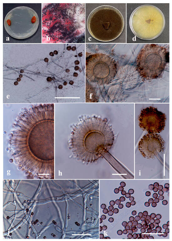 Diversity 15 01183 g004