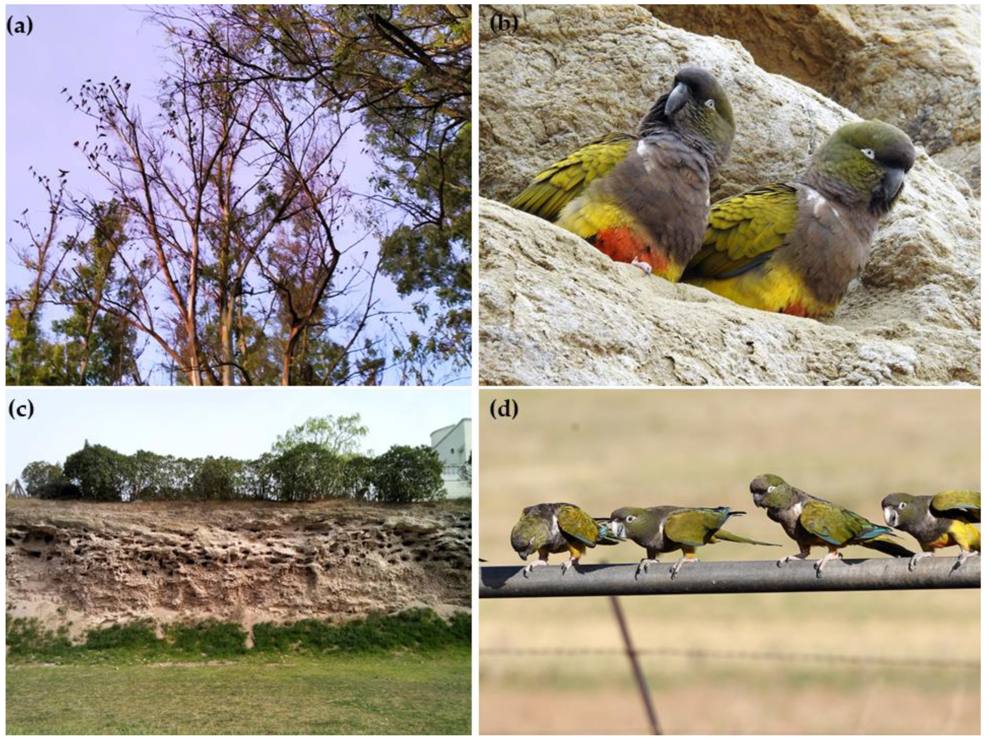 Diversity 15 01207 g001