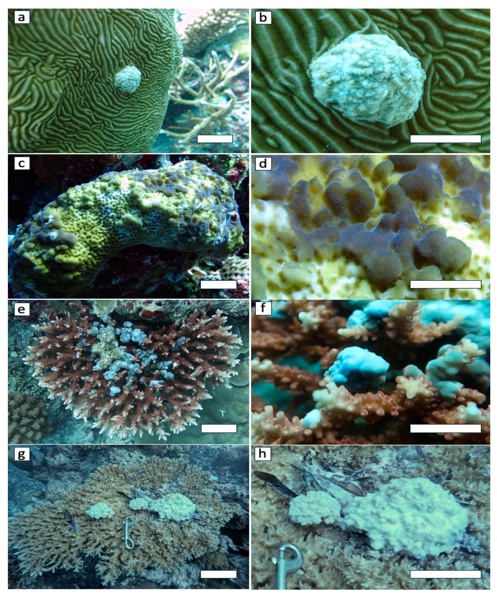 Diversity 16 00015 g001