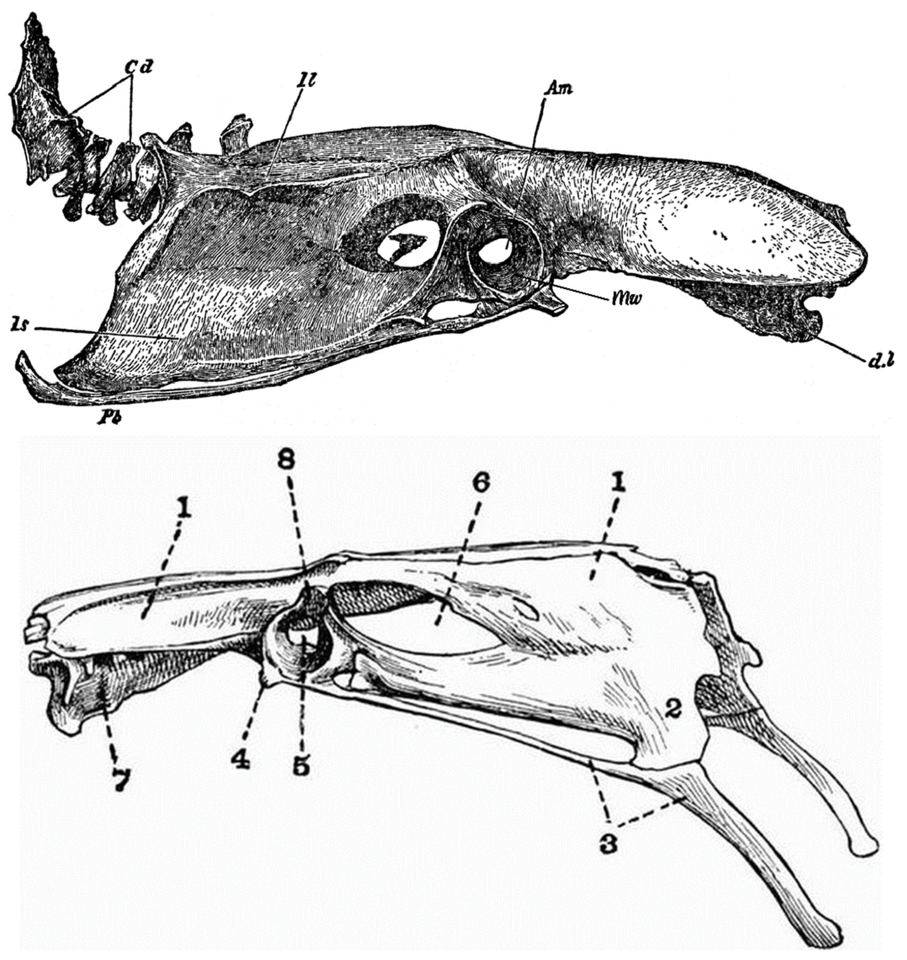 Diversity 16 00020 g001