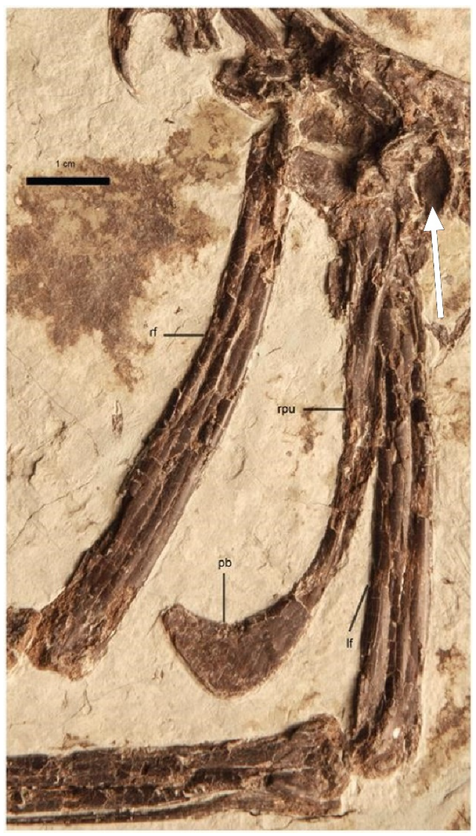 Diversity 16 00020 g009