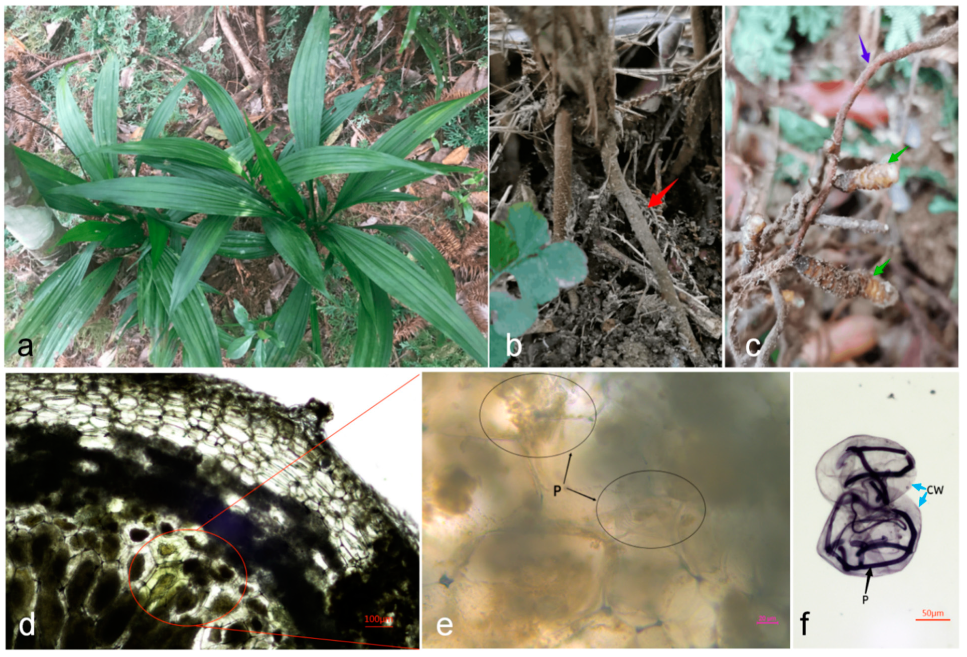 Diversity 16 00034 g001