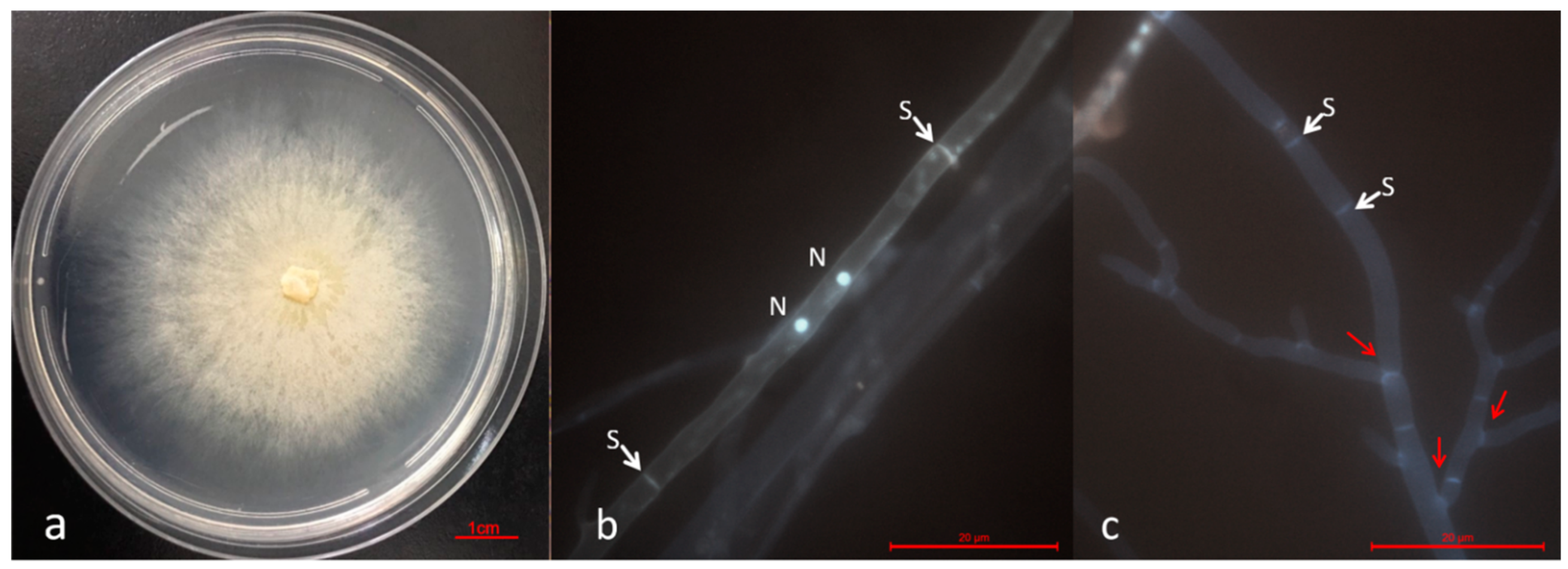 Diversity 16 00034 g005